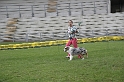 Puppy male